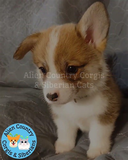 🧚Tiny Corgi, Big Bark! | Organic Pembrokes with Tails by Alien Country Corgis & Siberian Cats