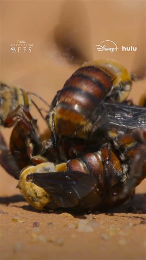 The female Dawson’s burrowing bee emerges into a frantic mating scene #SecretsOfTheBees
