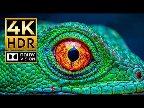 Epic 4K 120fps Video | BEST HDR Animals Dolby Vision | OLED Showcase | 4K Video • 4K Ultra HD TV