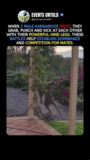 Why Kangaroo Fights Get So Intense #animals #shorts