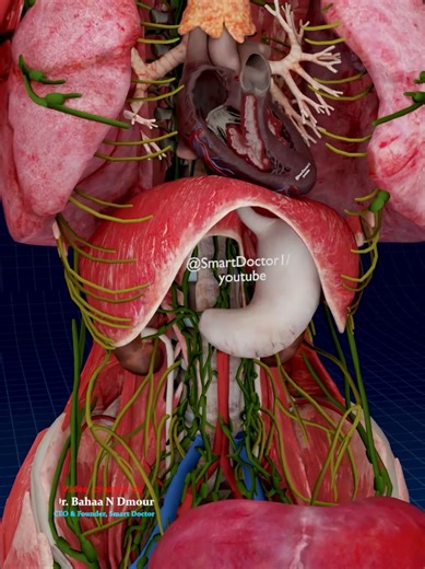 Systemic Circulation Explained: Heart's Blood Loop