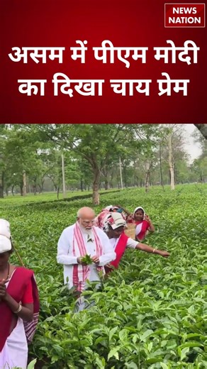 Assam में PM Modi का दिखा चाय प्रेम | Chai Baghan | #shorts #pmmodi #assam #chaibaghan #tea