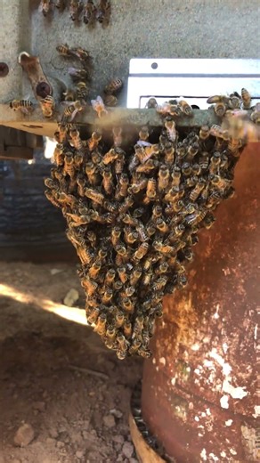 #shorts #beekeeping #beeswax #asmr #satisfying #beekeepingtips #farming #honey