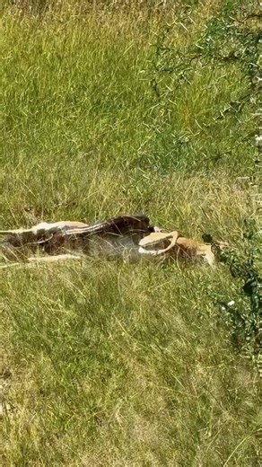 A rare and intense sighting in the Mara Triangle—a powerful python taking down a young female impala. Moments like this reveal the raw, untamed reality of nature.Pythons are constrictors, not venomous killers. Once they strike and latch onto their prey with sharp, backward-curving teeth, they quickly coil their muscular bodies around it. With every breath the prey exhales, the python tightens its grip—cutting off blood flow and oxygen. Contrary to popular belief, death often comes from circulato