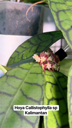 Very excited to share Hoya Kalimantan’s first bloom with you ❤️❤️#hoyaplants #bloom #blooms