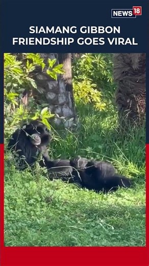 Adorable Video Shows Siamang Gibbon Sid Bonding With New Companion at Oakland Zoo | N18S | News18