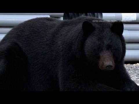 Man attacked by bear in Jefferson County
