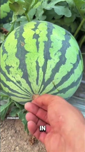 The Science of the Brittle Fracture: The Exploding Watermelons.