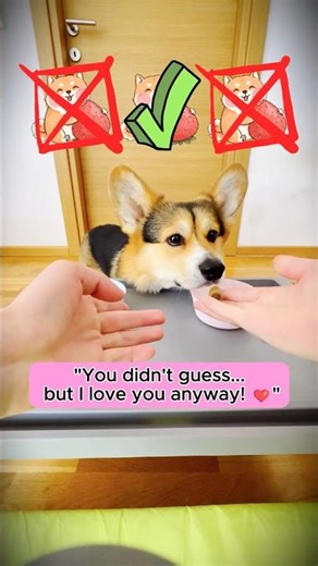 Corgi vs Cups: The Final Battle #dog