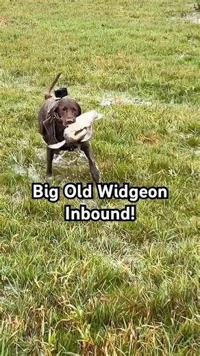 My Dog Retrieving A Widgeon In A Flooded Field! #duckhunting #labradorretriever