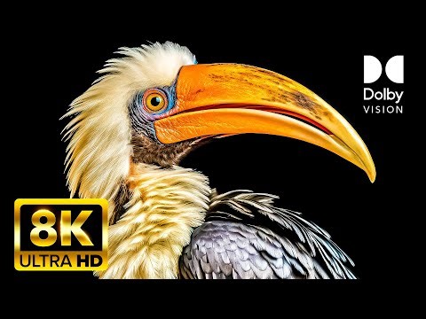 Exotic Birds OLED Test 8K Dolby Vision™ HDR #OLED #8K #TV