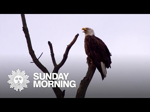 Nature: Bald eagles