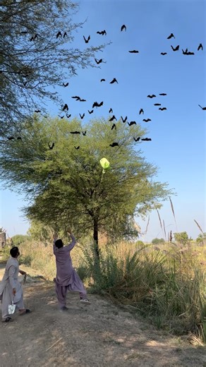 Swan for hunting #swan #hunting #birdhunting #bird #reels