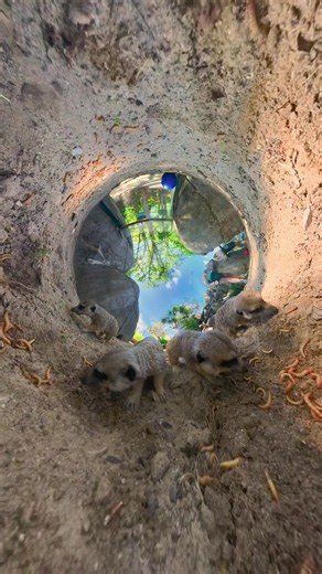 World Meerkat Day: Celebrate Meerkats and Stay Cool