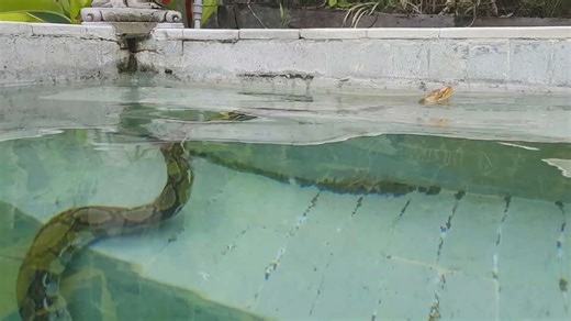 Recurring problem of massive pythons and snakes invading residential swimming pools