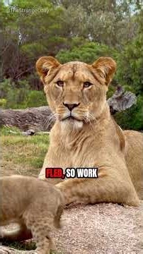 The Lions That Stopped A Railway