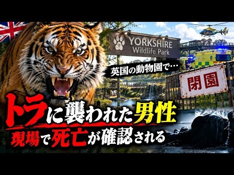 【衝撃】英国の動物園でトラが男性を襲撃…現場で死亡が確認される 🐅🚨#イギリス #動物園 #トラ #アムールトラ #衝撃ニュース #海外ニュース #事故 #世界のニュース #動物ニュース