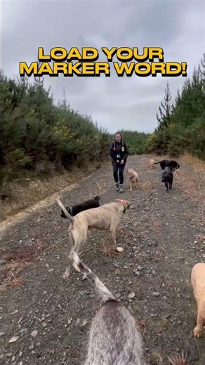 If your dog won’t come back, the problem usually starts before the recall cue 👆