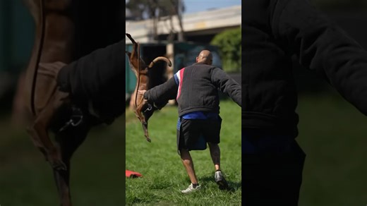 See a fearless Belgian Malinois serving as a lethal protective shadow