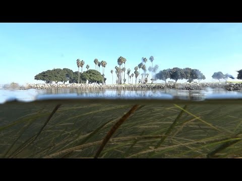 Climate change is outpacing evolution. Scientists are using DNA to catch up