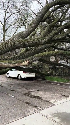 High winds sweep through SE Wisconsin - taking down numerous trees