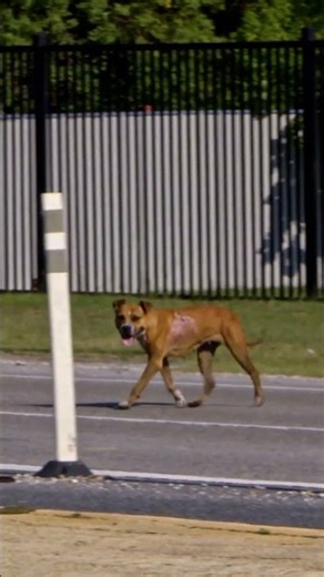 Dog RUNS Across HIGHWAY During Rescue | Pit Bulls and Parolees | Animal Planet