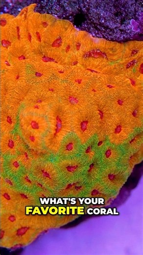 Why The Chalice Coral Steals the Show #worldwidecorals #fromourreeftoyours
