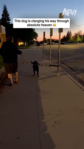 Is this the biggest stick a dog has ever found? 😂 #afv #dogs #funny | America's Funniest Home Videos