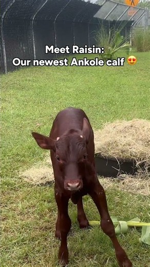 A new #Ankole calf has joined the family at #AnimalKingdom 🤎🤍 #DisneyWorld #Safari