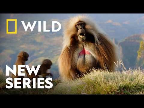 Wild Lives Unfold | World Animal Month | National Geographic WILD