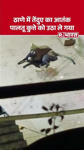 Leopard Attack : ठाणे में तेंदुए का आतंक, पालतू कुत्ते को उठा ले गया - Video Viral