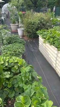 The Garden Is Exploding April 2026! #cottagegarden #organicgardening