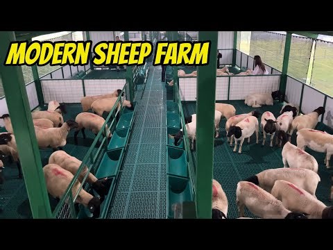 Inside the World’s Most Advanced Modern Sheep Farming System 