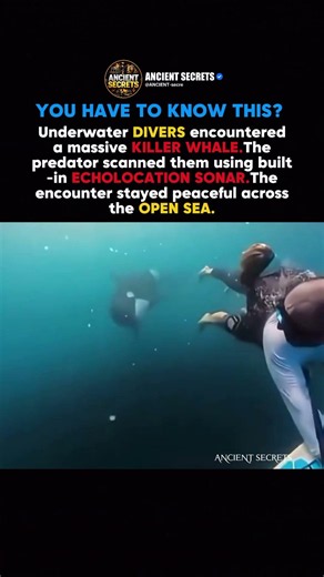 Orca Meets Divers #shorts #history