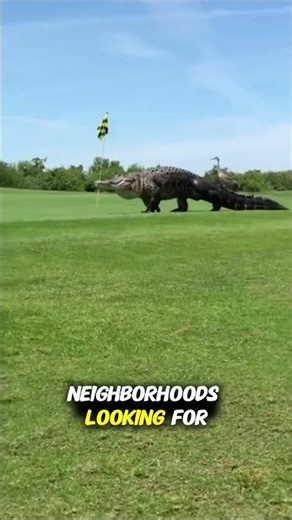 Florida Alligators Are Crazy #alligator #facts #shorts