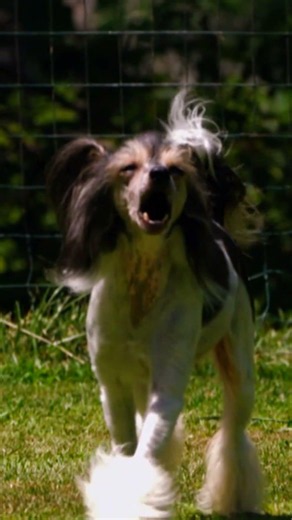 A Breed that Looks like a Toy! | Too Cute! | Animal Planet