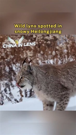A rare wild lynx sighting has been captured in a Heilongjiang nature reserve, showing the elusive predator moving confidently across fresh snow. The animal pauses to scan its surroundings, its iconic tufted ears standing tall against the winter landscape. For photographers, it's a fleeting yet thrilling glimpse of one of northeast China's most secretive and powerful wild cats, caught in perfect clarity. #chinainlens #animals | China in Lens