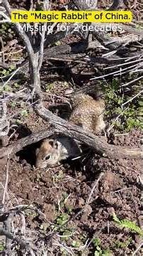 Unseen for 20 Years—Meet the Ali Pika #endangered #discovery #wildlife