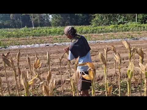 AMAZING BARE-HAND CORN HARVESTING SKILL WITHOUT TOOLS! - Agriculture farming