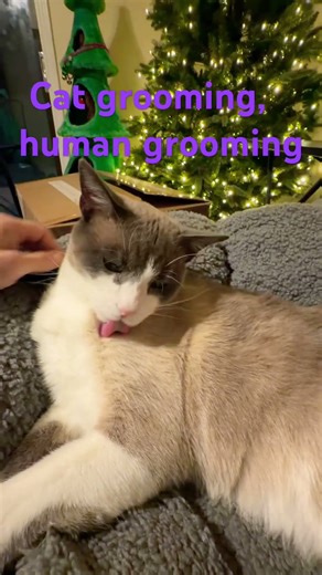 #cat #catlovers #funny #animallovers #snowshoe