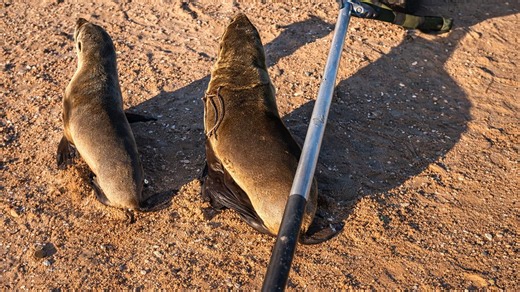 A Rescuer Called a Young Seal “Puppy” While Trying to Save It From Discarded Rope