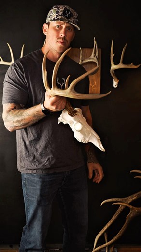 Shed Hunters Dream #taxidermy #hunting #shedhunting #deer