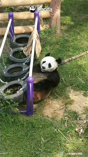 Panda Goes FULL Play Mode - Rolling, Toys, And Total Mess! | iPanda #shorts