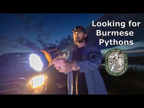 Florida readies to battle invasive pythons with a new video PSA