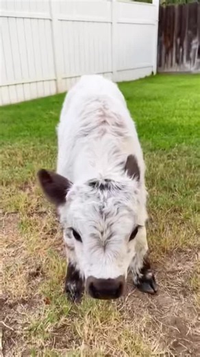 A cute little cow to share with you. #Highland cattle calf. #Cute to the point of exploding. #Cute and adorable pets.