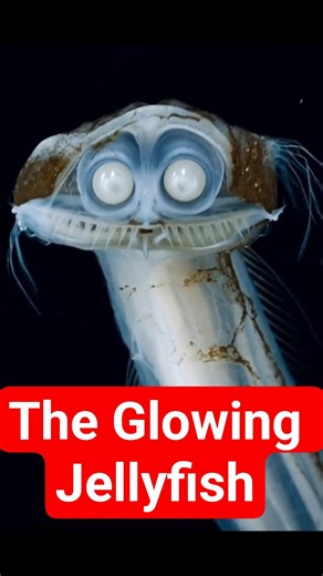 The Glowing Jellyfish That Looks Like an Alien | Deep Sea Mystery Explained 🌊🪼 #deepsea #shorts