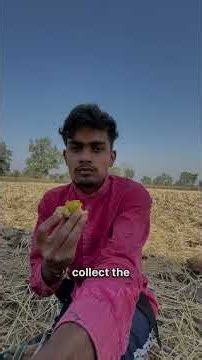 Selling Our Rice | Filling Fodder For Cow's | Barricading in farm #Minivlog