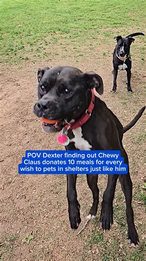 Today’s the last day to submit your wish to Chewy Claus and every wish helps pets like Dexter 💙 Thank you to all have shared their pet's holiday wish and helped donate meals to pets in need. Your kindness makes this season brighter for so many 💌 | Chewy