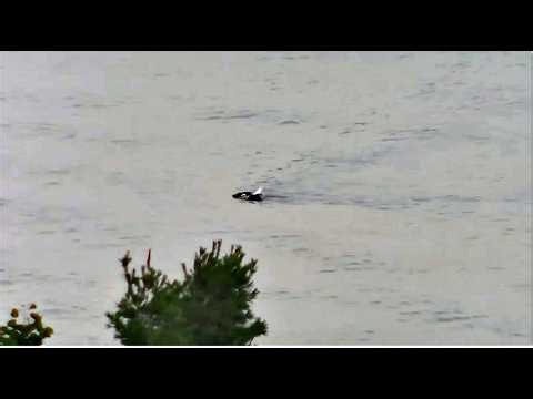 Great Lakes Eagles ~ AMAZING FOOTAGE OF BALD EAGLE HARRY/HARRIET FISHING & SWIMMING TO SHORE 7.30.26