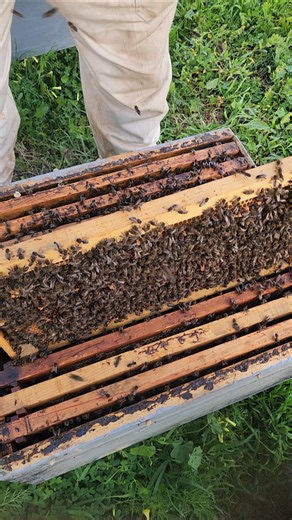 Bee Hive Inspection: A Complete Beginner’s Guide